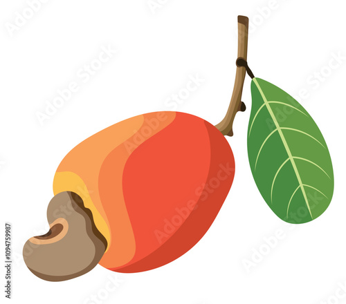 Fresh Cashew Fruits with Branch and Leaves Illustration Isolated on White Background