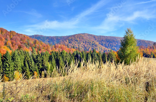 Fototapeta Naklejka Na Ścianę i Meble -  Colorful autumn view of Beskid Sadecki with beautiful a patch of dry grasses and orange and green trees, Poland.