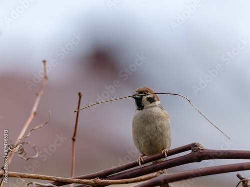 фотографія Mazurka sparrow (Passer montanus) in early spring.