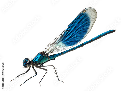 blue damselfly dragonfly isolated on a transparent background