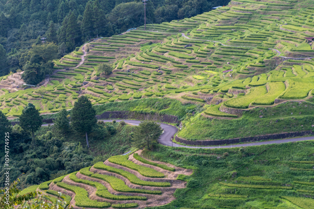 Fototapeta premium 三重県熊野市の美しい丸山千枚田