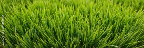 luscious green grass texture background ideal for nature or environmental themes, lush