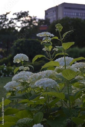 Hydrangea grows in the garden