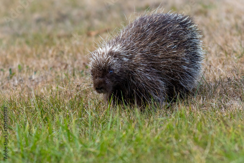 North American Porcupine, Erethizon dorsatum, in grass on a late fall afternoon in High Point State Park, NJ