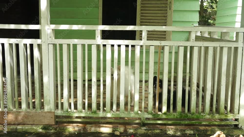 Adorable Pomeranian Dog in a Stylish Dog House Adorable Pomeranian Dog in a Stylish Dog House