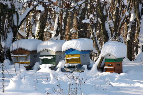 Ruches d'abeilles en hiver