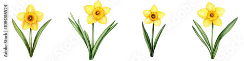 Bright and cheerful daffodils symbolize spring arrival, showcasing vibrant yellow petals and lush green leaves, perfect for seasonal decorations and floral designs