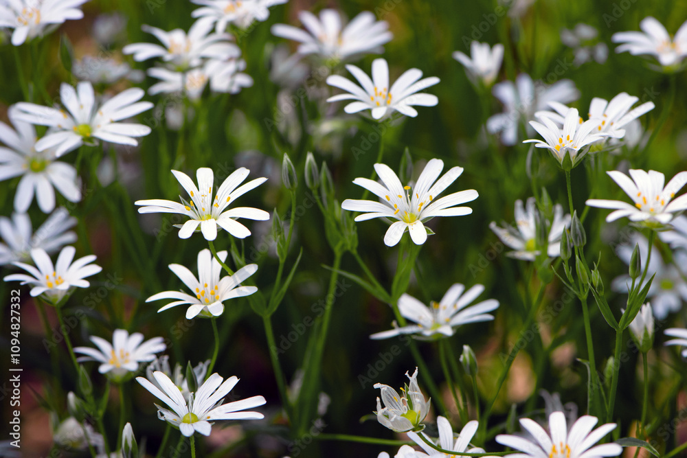 Stellaria holostea. delicate forest flowers of the chickweed, Stellaria holostea or Echte Sternmiere. floral background. white flowers on a natural background. close-up. beauty of nature. macro flower