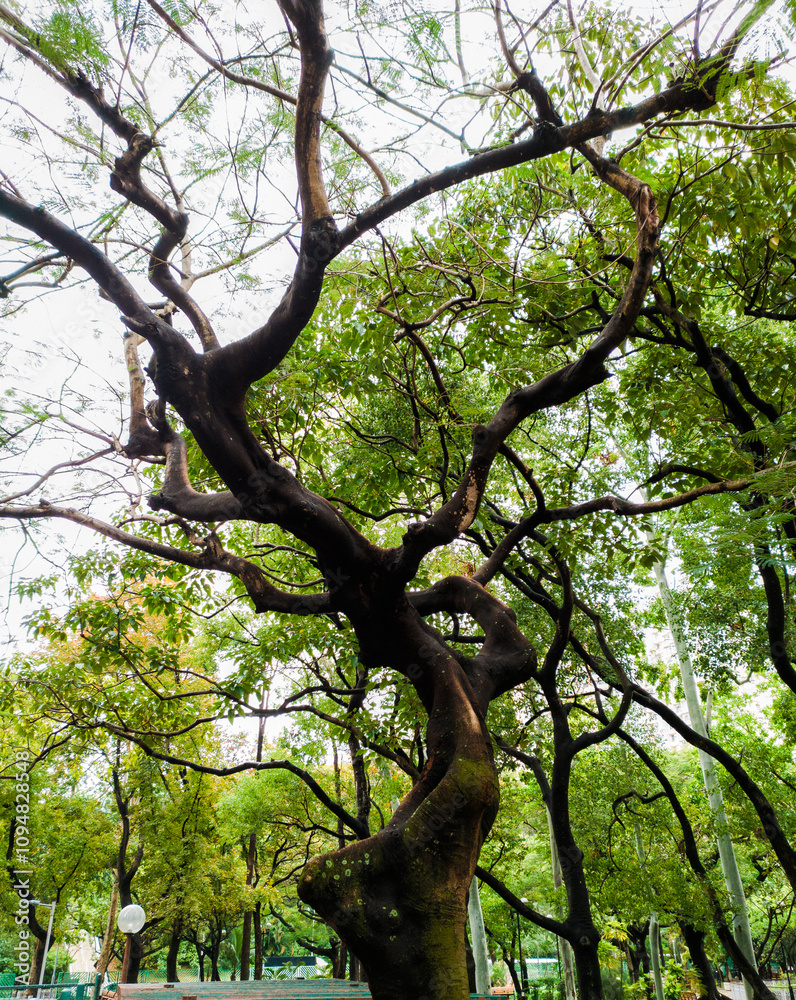 Fototapeta premium Twisted Tree Trunk in a Lush Green Urban Park 