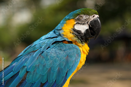 Vibrant Blue-and-Yellow Macaw