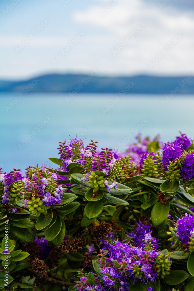 Purple flowers against a blue sky and sea Purple flowers against a blue sky and sea