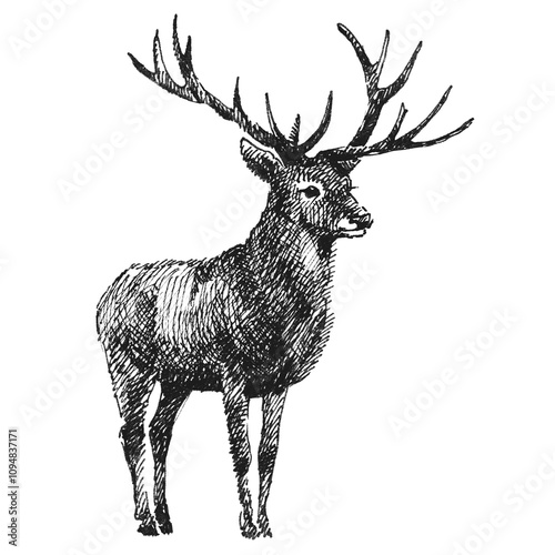 Hand drawn Vintage engraving isolated Fawn deer illustration ink sketch. Wild animal background