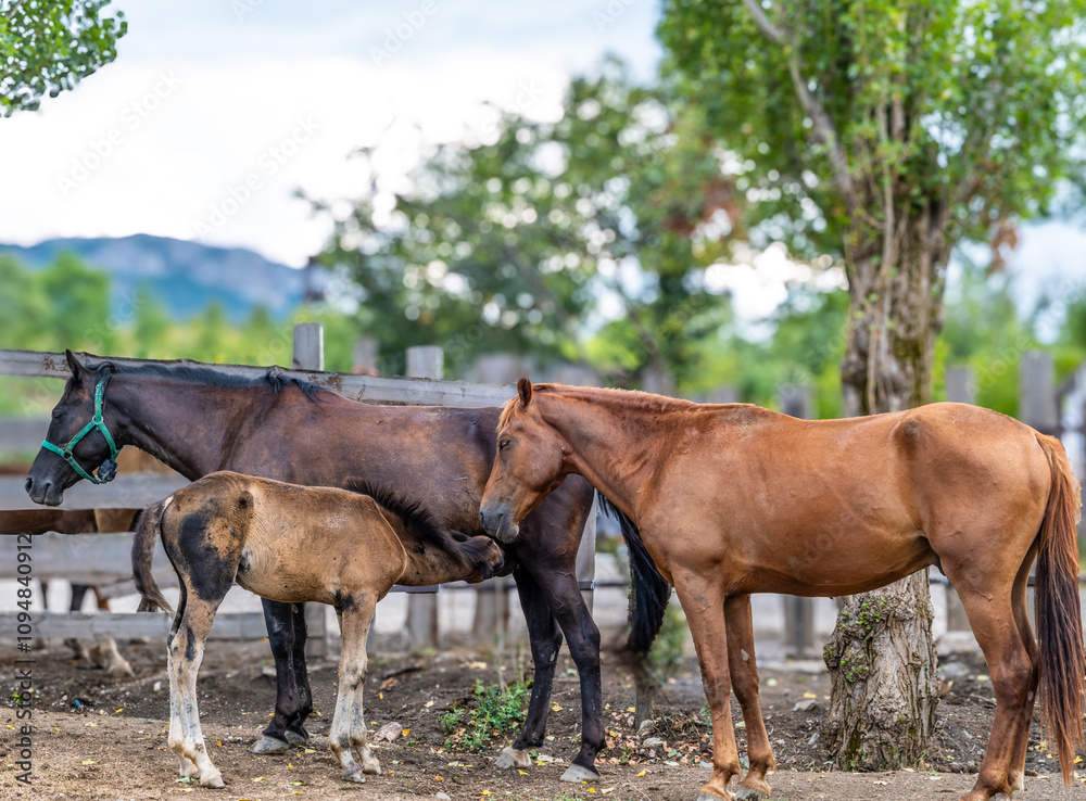 A herd of horses in a clearing in summer close-up.