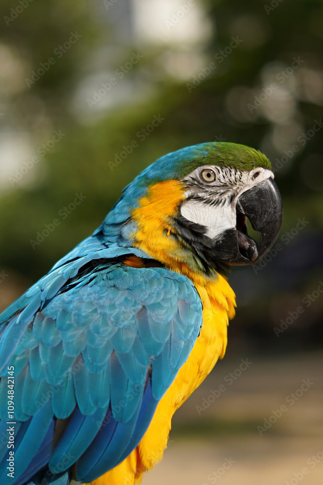 Vibrant Blue-and-Yellow Macaw Vibrant Blue-and-Yellow Macaw