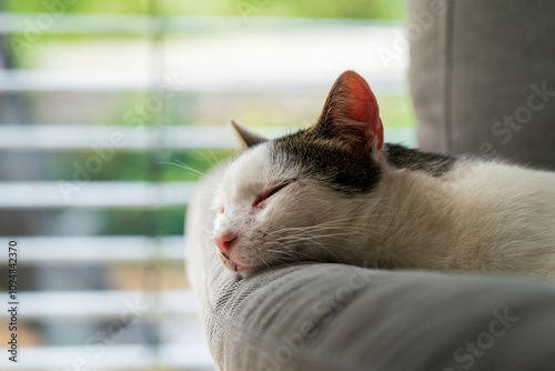 Photography Tomcat sleep at couch at home during daylight phase by just waiting for better w