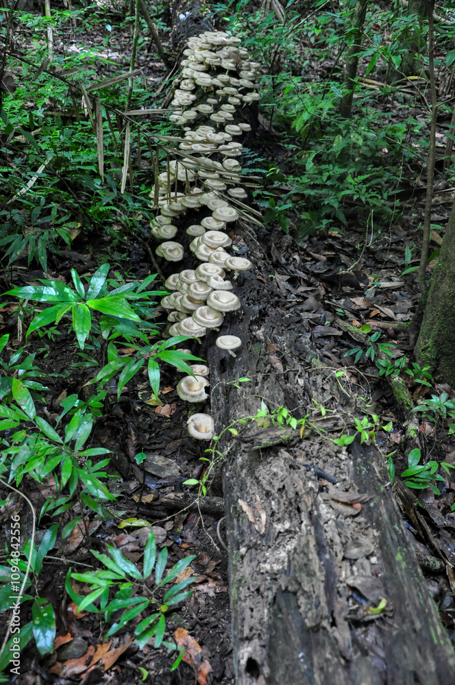 Is this the middle mushroom group Is this the middle mushroom group