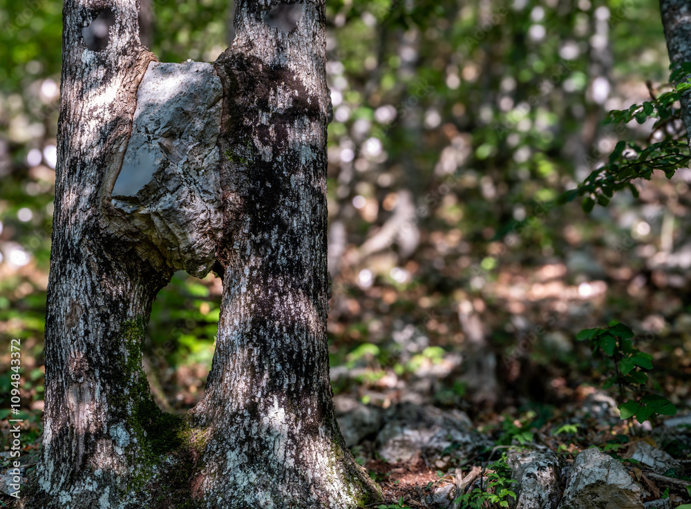 Obraz premium The stone has grown into the trunks of trees in the forest.