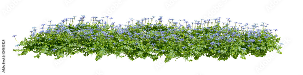 Green shurbs with flowers isolated on white Green shurbs with flowers isolated on white