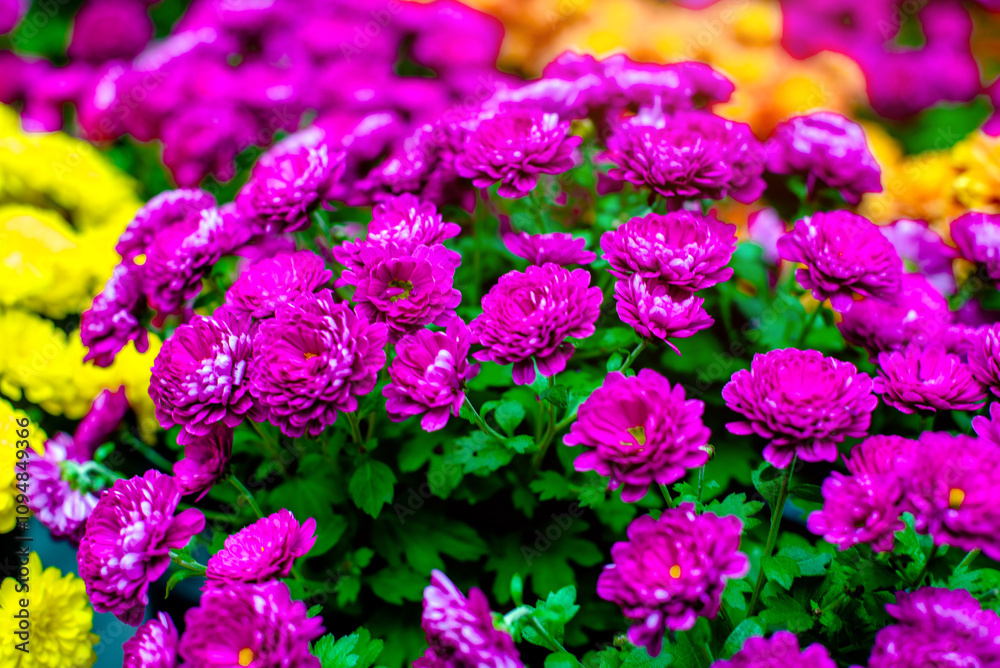 Fototapeta premium Multicolored chrysanthemums on a green natural background