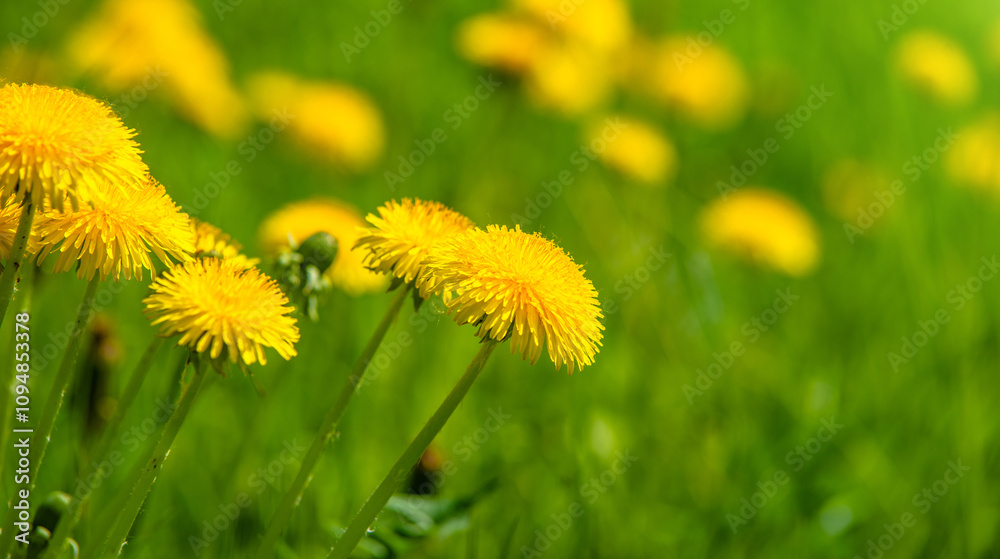 Yellow dandelions blooming on grass background
Yellow dandelions blooming on grass background