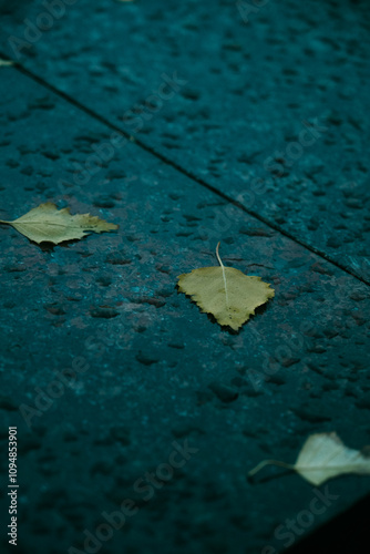 autumn leaves on the ground