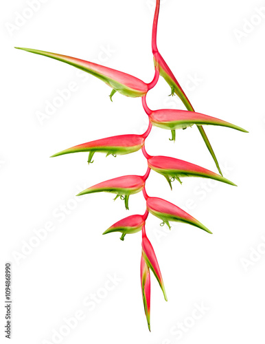 Heliconia chartacea flower, Tropical flowers isolated on white background, with clipping path photo