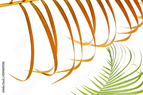 Yellow palm leaves (Dypsis lutescens) or Golden cane palm, Areca palm leaves, Tropical foliage isolated on white background with clipping path photo