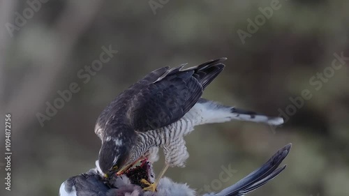 Male Sparrowhawk (Accipiter nisus), feeding on a pigeon in Scotland.  Slow motion.