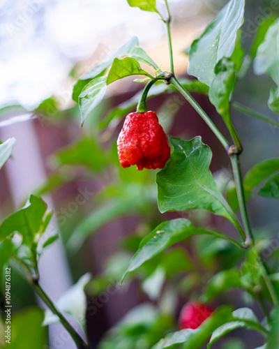 Lookup view ripe Carolina Reaper chili pepper ready to harvest at backyard garden in Dallas, Texas, world second hottest chili, cultivar of Capsicum chinense plant developed by American breeder photo