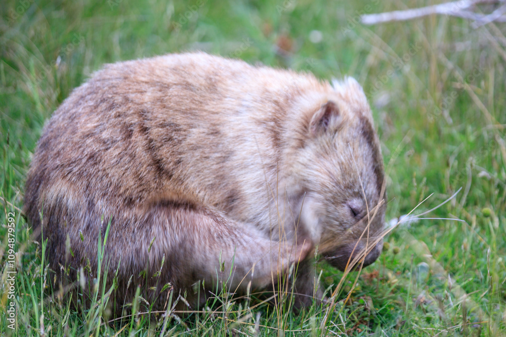 Wombat Grazing Peacefully in Natural Habitat, Wilsons Prom, Australia Wombat Grazing Peacefully in Natural Habitat, Wilsons Prom, Australia
