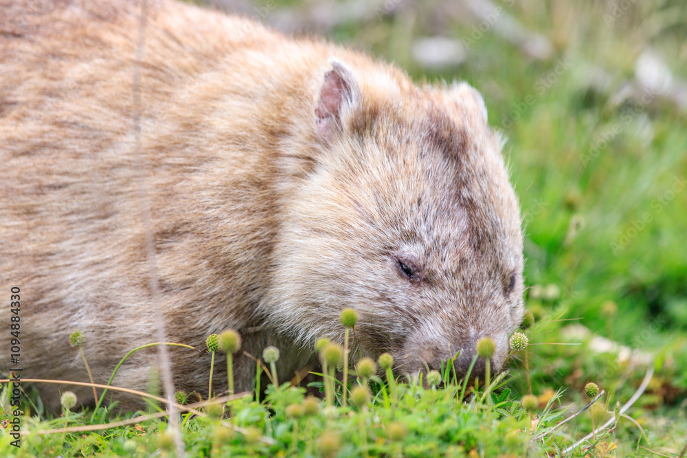 Close-Up of Wombat Grazing in Grassland, Wilsons Prom, Australia Close-Up of Wombat Grazing in Grassland, Wilsons Prom, Australia