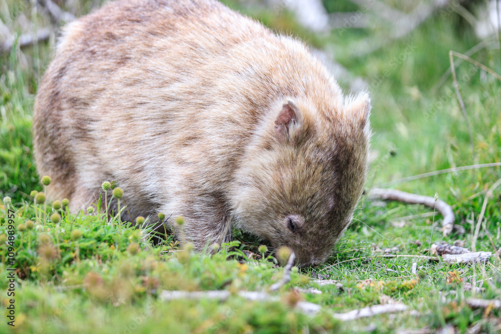 Close-Up of Wombat Grazing in Grassland, Wilsons Prom, Australia Close-Up of Wombat Grazing in Grassland, Wilsons Prom, Australia