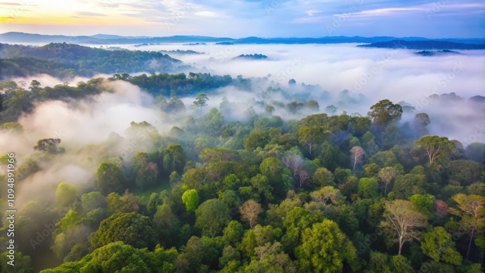 Aerial View of a Foggy Forest at Sunrise Aerial View of a Foggy Forest at Sunrise