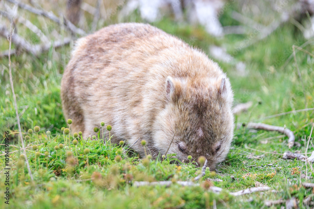 Close-Up of Wombat Grazing in Grassland, Wilsons Prom, Australia