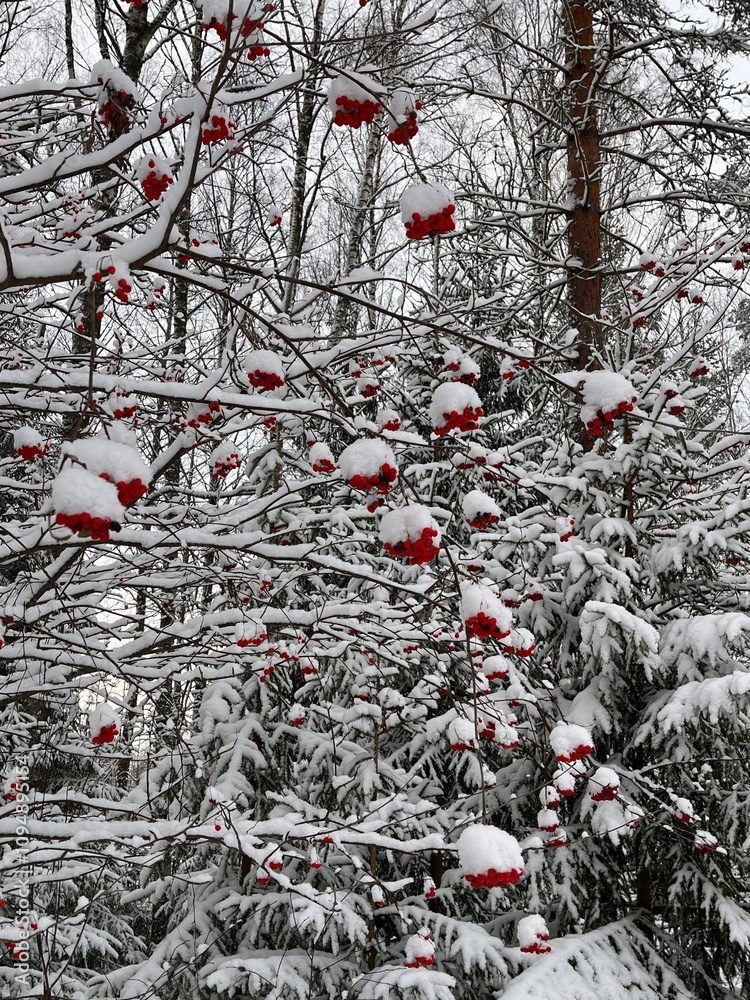 snow covered tree
Rowan in the snow snow covered tree
Rowan in the snow