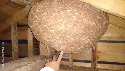 477)A japanese yellow hornet's nest in the attic on the first floor that had been attacked by a northern giant hornet during the day(Photo taken at 21:54 on september 14, 2015)
