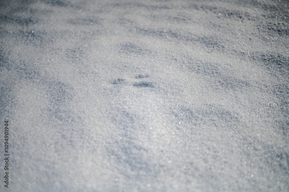 Animal Tracks in Pristine Snow Animal Tracks in Pristine Snow