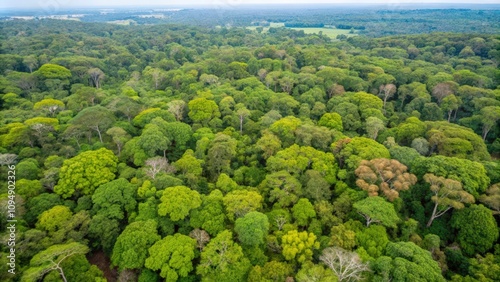 Aerial View of a Lush Green Forest Canopy