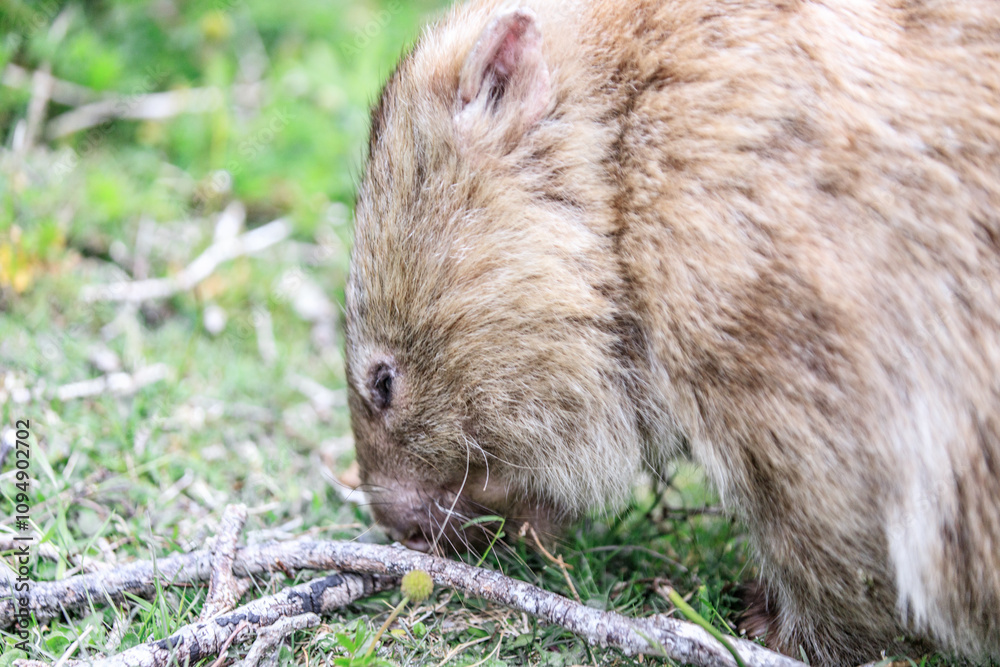 Close-up of Wombat Grazing Peacefully in Natural Habitat, Wilsons Prom, Australia Close-up of Wombat Grazing Peacefully in Natural Habitat, Wilsons Prom, Australia