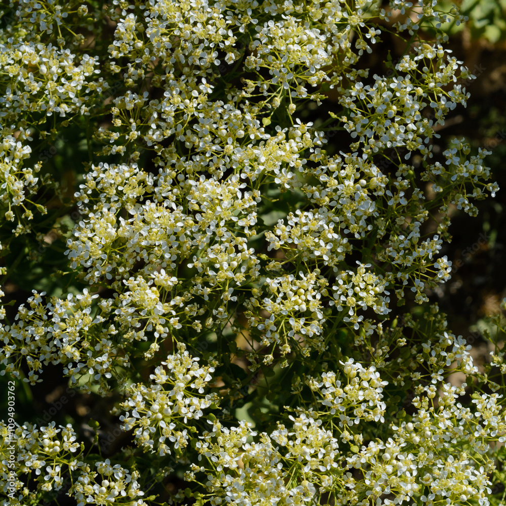 PLANTA Y FLOR DE CARDARIA DRABA (Lepidium Draba) PLANTA Y FLOR DE CARDARIA DRABA (Lepidium Draba)