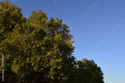 Verde da árvore no céu azul