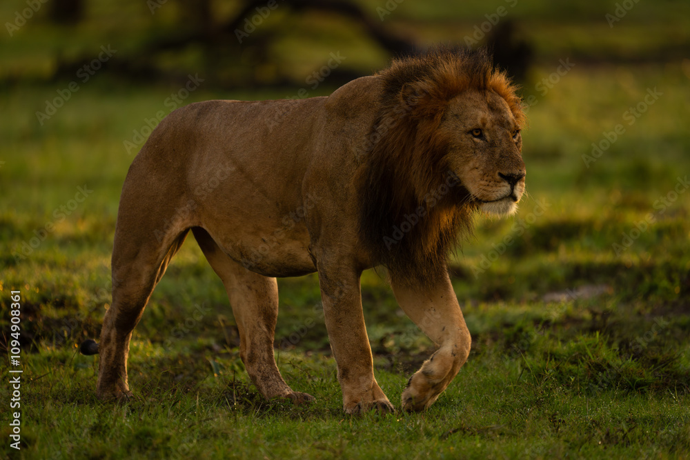 Male lion walks across short wet grass Male lion walks across short wet grass