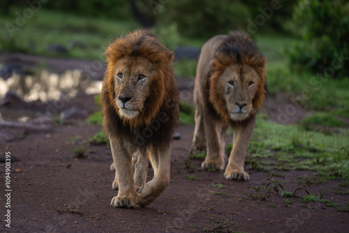 Male lion walks past waterhole with others photo