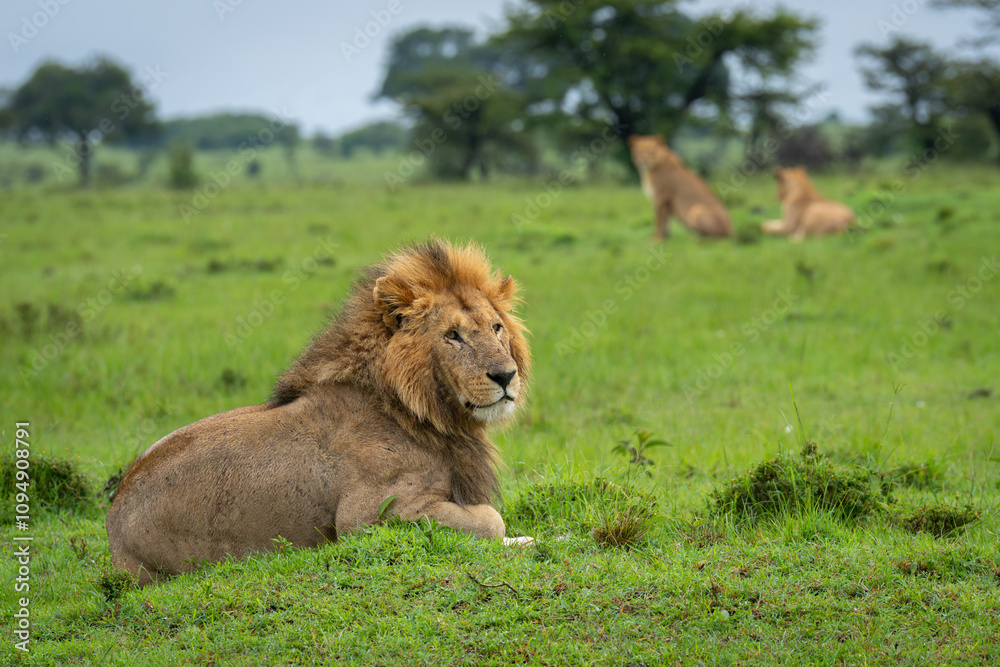 Male lion lies on mound near lionesses Male lion lies on mound near lionesses