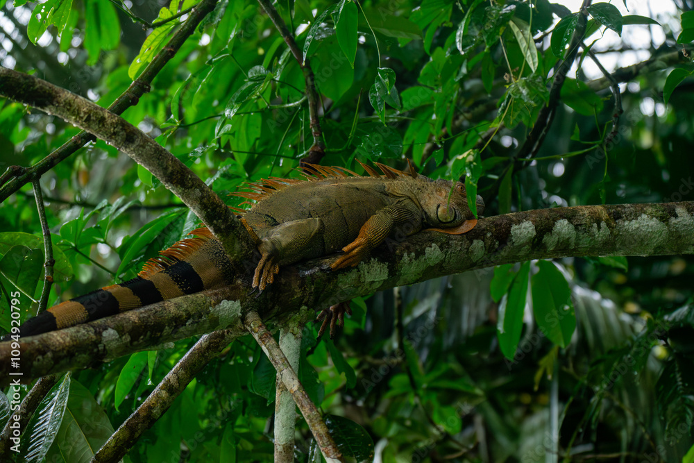 Male orange iguana with black stripes, one meter long, sleeping on a branch in Costa Rica's jungle. Vivid colors in a tranquil tropical habitat