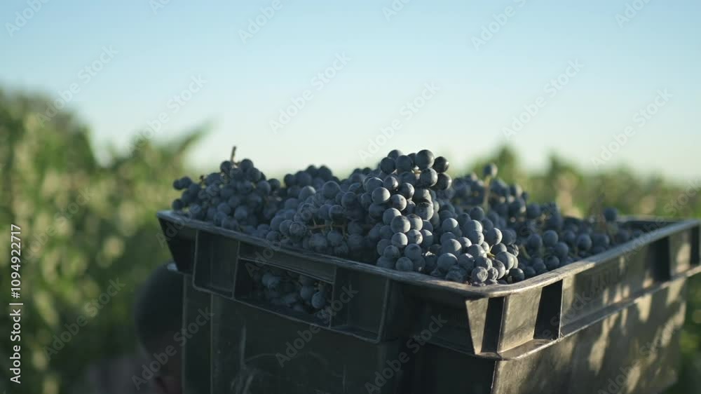 Tacho de uvas siendo transportado por el viñedo