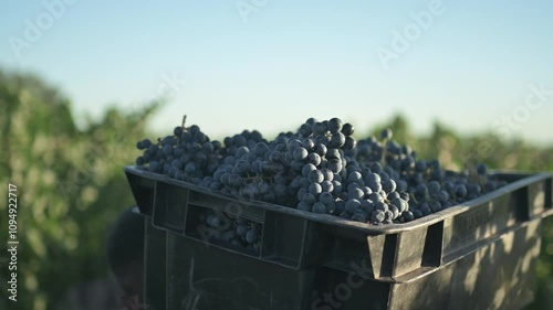 Tacho de uvas siendo transportado por el viñedo