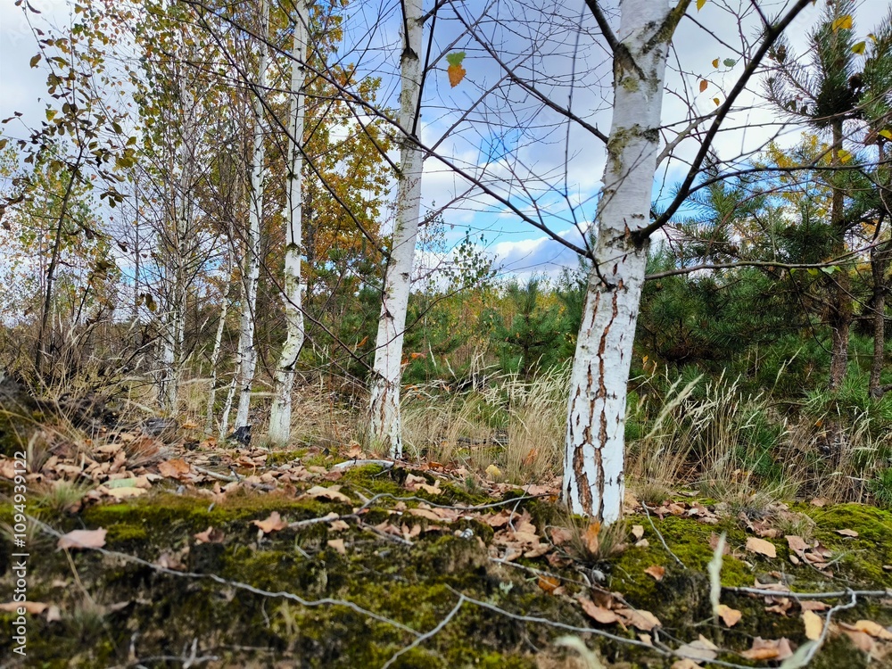 the trunk of a birch tree in the autumn forest the trunk of a birch tree in the autumn forest