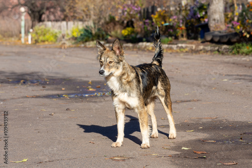 Abandoned yard dogs walk on a sunny day. photo