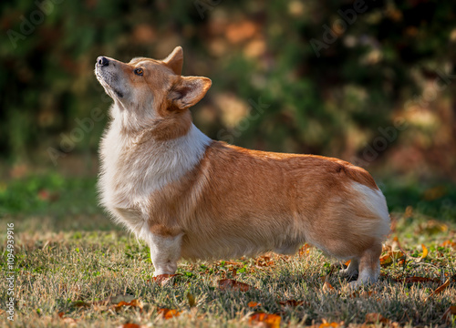 Love Corgi photo